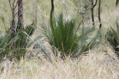 Macrozamia miquelii, photographed by coenobita