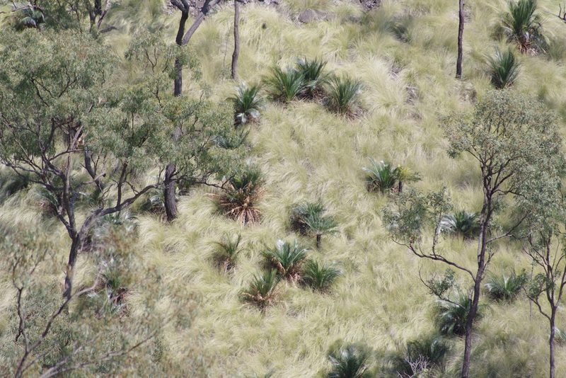 Macrozamia miquelii, photographed by coenobita