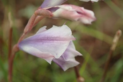Gladiolus densiflorus, photographed by Peter Warren