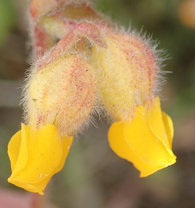 Hermannia decumbens, photographed by Nicola van Berkel