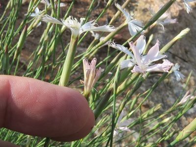 Dianthus namaensis, photographed by Kevin Murray