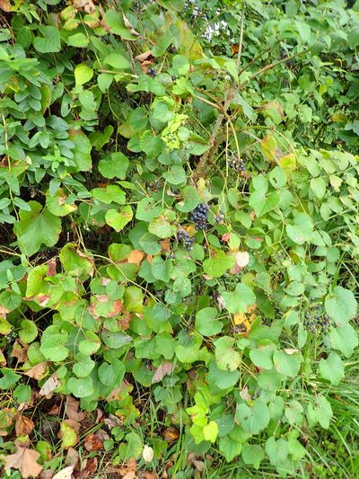 Vitis ficifolia, photographed by Yoshihiro Tokue