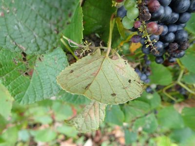 Vitis ficifolia, photographed by Yoshihiro Tokue