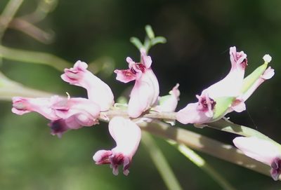 Cysticapnos cracca, photographed by Nicola van Berkel