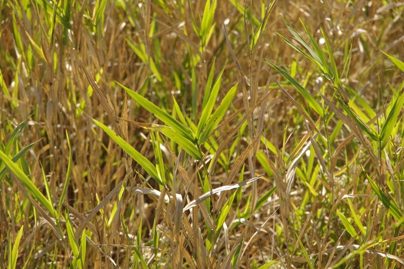 Panicum hemitomon, photographed by Eric Knight