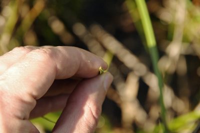 Eleocharis quadrangulata, photographed by Eric Knight