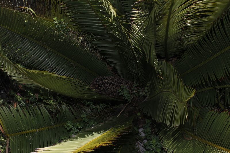 Dioon angustifolium, photographed by Juan Cruzado Cortés