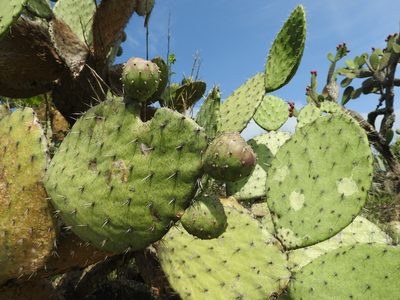 Opuntia joconostle, photographed by Oscar Alejandro Morales Juárez