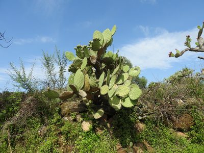 Opuntia joconostle, photographed by Oscar Alejandro Morales Juárez