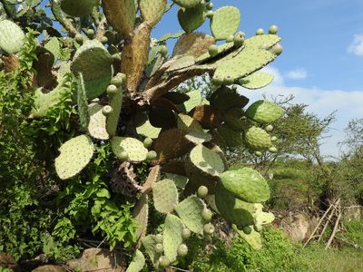 Opuntia joconostle, photographed by Oscar Alejandro Morales Juárez