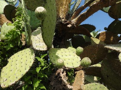 Opuntia joconostle, photographed by Oscar Alejandro Morales Juárez