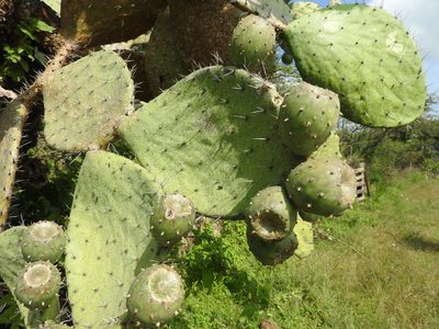 Opuntia joconostle, photographed by Oscar Alejandro Morales Juárez
