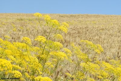 Ridolfia segetum, photographed by Karim Haddad