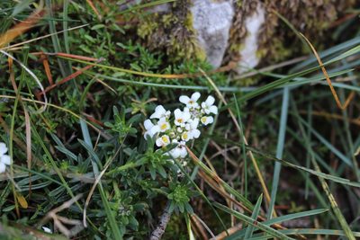 Iberis saxatilis, photographed by Fabien Piednoir