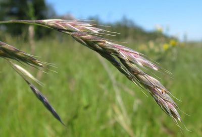 Bromus lithobius, photographed by Alice Shanks