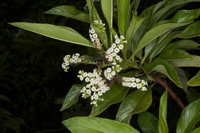 Tournefortia pubescens, photographed by Brian Gratwicke