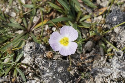 Baldellia repens, photographed by Jaro Guzinski