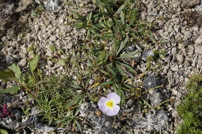 Baldellia repens, photographed by Jaro Guzinski