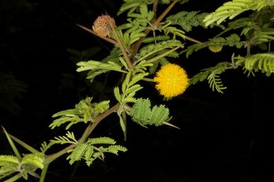 Vachellia rorudiana, photographed by Brian Gratwicke