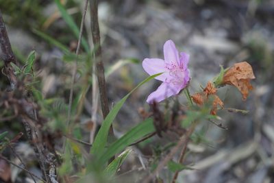 Rhododendron stenopetalum, photographed by harum.koh