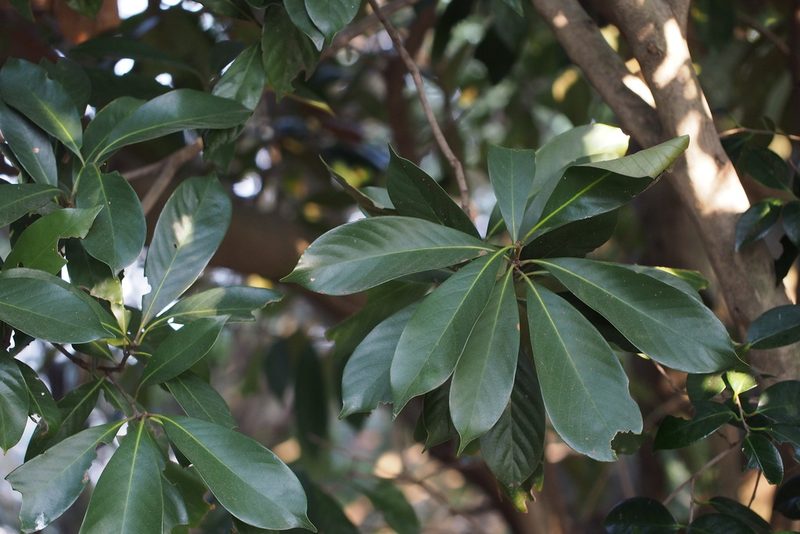 Lithocarpus edulis, photographed by harum.koh