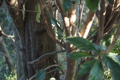 Lithocarpus edulis, photographed by harum.koh