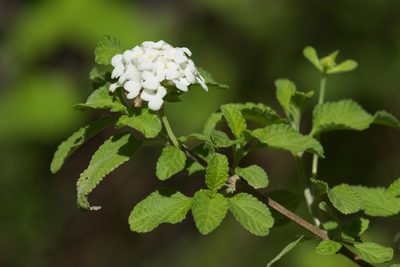 Lantana peduncularis, photographed by Brian Gratwicke