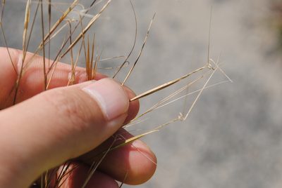Aristida tuberculosa, photographed by Zihao Wang