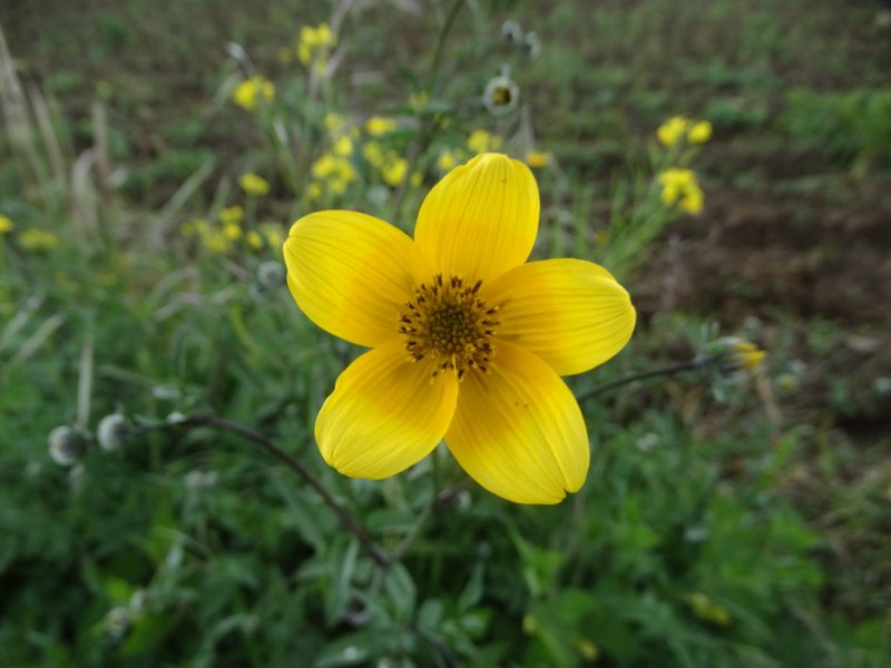 Bidens serrulata, photographed by Juan Rafael Rodríguez Razgado