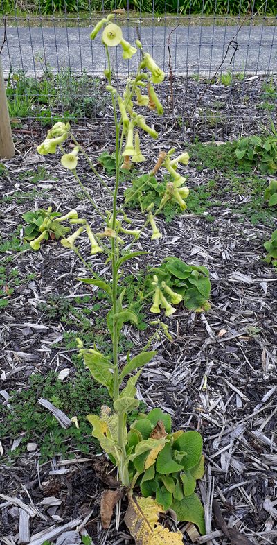 Nicotiana langsdorffii, photographed by Peter de Lange