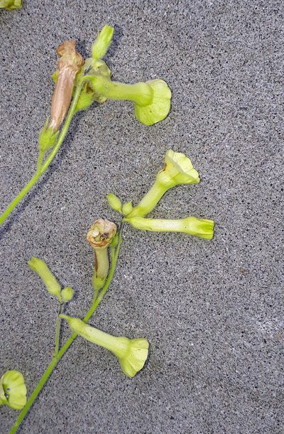 Nicotiana langsdorffii, photographed by Peter de Lange