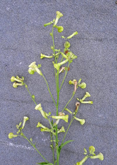 Nicotiana langsdorffii, photographed by Peter de Lange