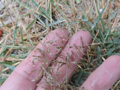 Eragrostis barrelieri, photographed by Sam Kieschnick