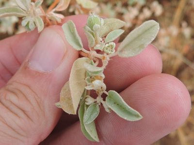 Croton lindheimerianus, photographed by Sam Kieschnick