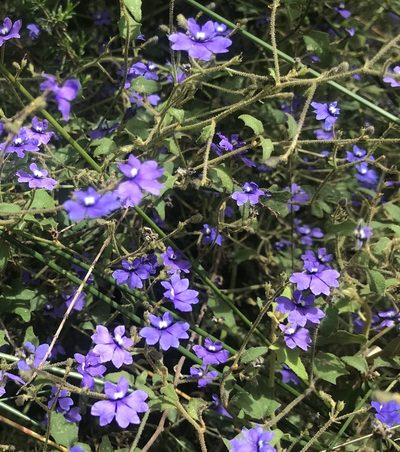 Dampiera hederacea, photographed by Ann Bentley