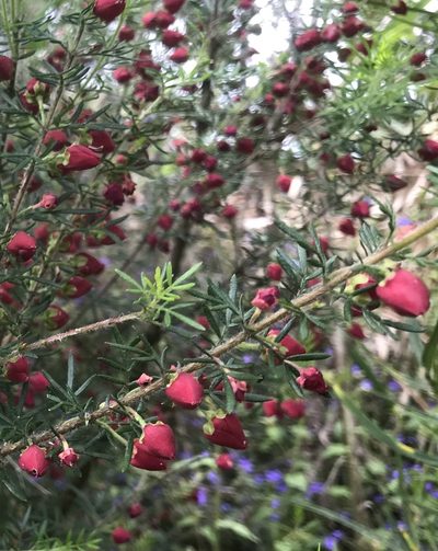 Boronia molloyae, photographed by Ann Bentley