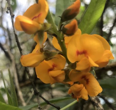 Callistachys lanceolata, photographed by Ann Bentley