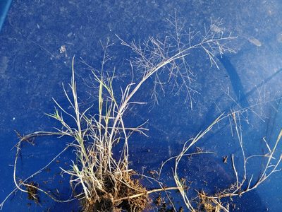 Muhlenbergia asperifolia, photographed by Jeff D Hansen