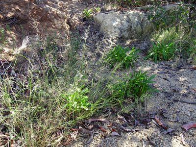 Muhlenbergia microsperma, photographed by Jesse Rorabaugh