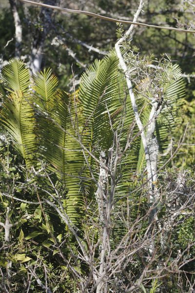 Dioon angustifolium, photographed by Juan Cruzado Cortés