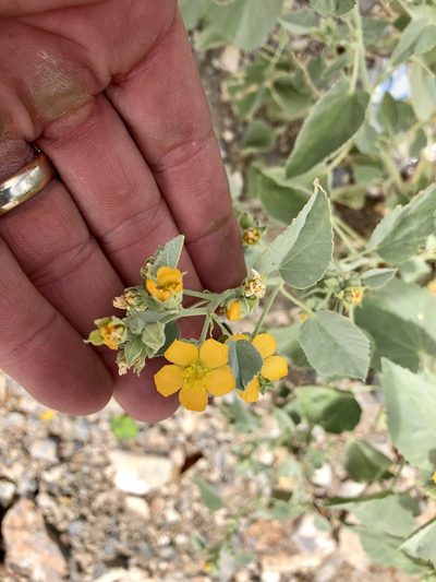 Abutilon malacum, photographed by CK2AZ