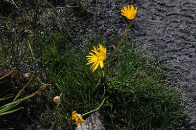 Ursinia tenuifolia, photographed by Tony Rebelo