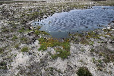 Ursinia tenuifolia, photographed by Tony Rebelo