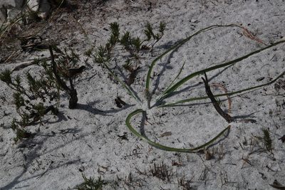 Trachyandra hirsutiflora, photographed by Tony Rebelo