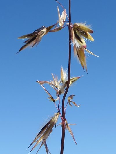 Ehrharta thunbergii, photographed by Kevin Murray