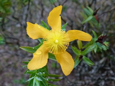 Hypericum terrae-firmae, photographed by botanygirl