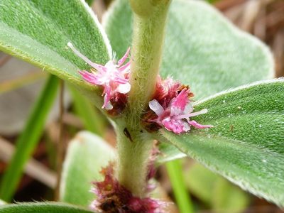 Miconia sericea, photographed by botanygirl