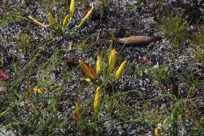 Romulea triflora, photographed by Tony Rebelo