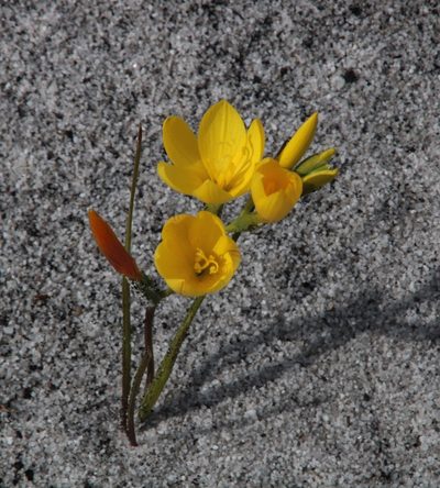 Geissorhiza humilis, photographed by Tony Rebelo