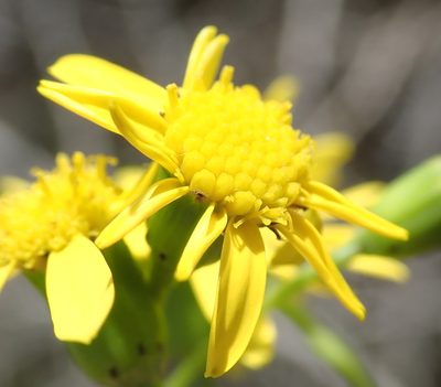 Senecio linifolius, photographed by Nicola van Berkel